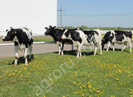 Племенные нетели черно-пестрой породы