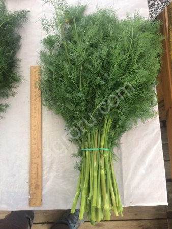 укроп для засолки