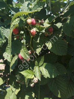 Малина оптом