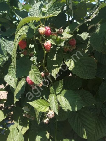 Малина оптом