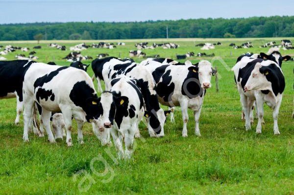 КРС на убой