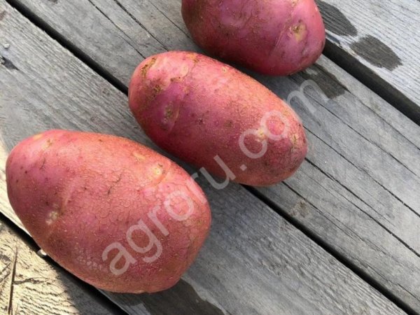 картофель 5+ сорт: Наташа, Ред Скарлет, Королева Анна, Родриго, Лабелла