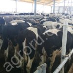 нетели черно-пестрые