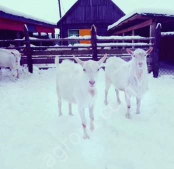 зааненские козлы