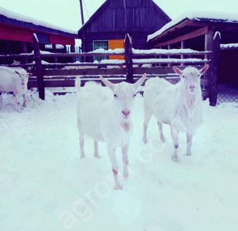 зааненские козлы