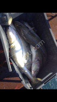 Свежемороженые морепродукты