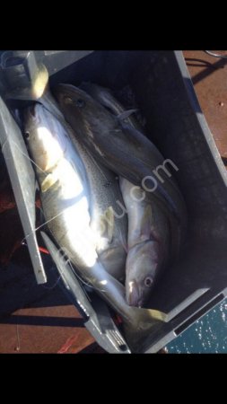 Свежемороженые морепродукты