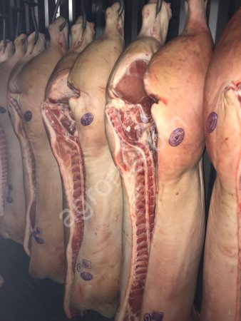 свинина полу туши 1-категория .