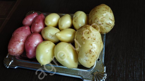 картофель 5+  оптом
