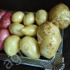 картофель 5+  оптом
