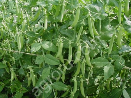 Элитные семена гороха