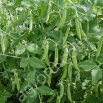 Элитные семена гороха