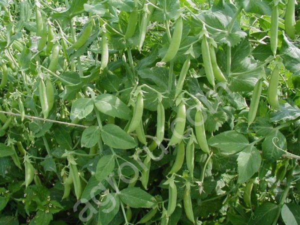 Элитные семена гороха