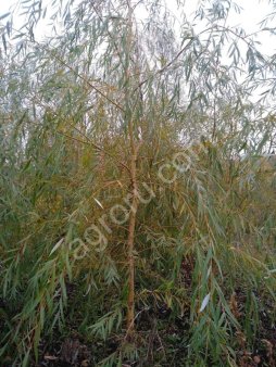 Ива плакучая