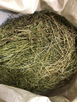 Прострел трава