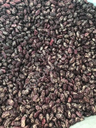 Фасоль все сорта, без посредников напрямую