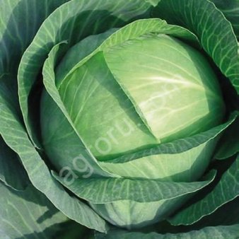 Семена капуста белокочанная Вестри F1