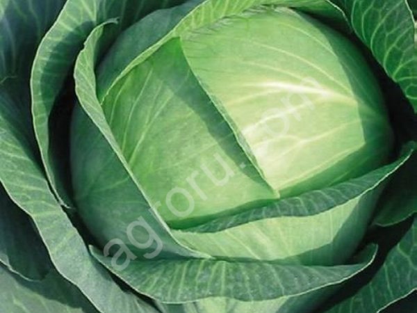 Семена капуста белокочанная Вестри F1