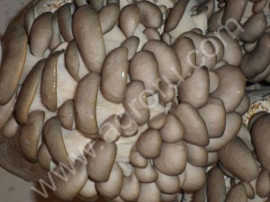 мицелий  вешенки шиитаке рейши