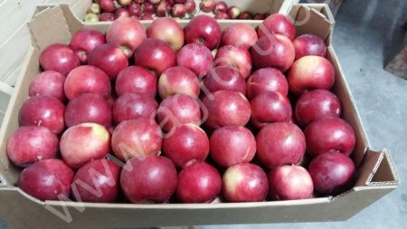 Яблоки оптом.