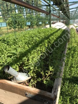 Саженцы стевии