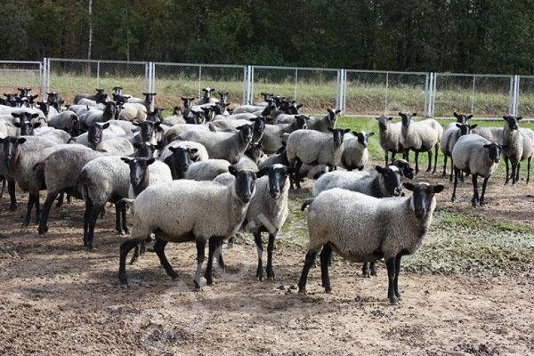 Овцы романовской породы