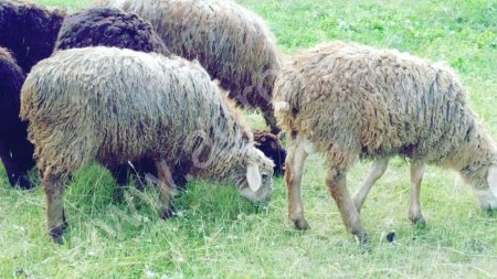 Овцы (романовские/курдючные)