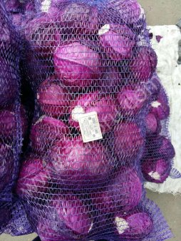 Капуста краснокочанная