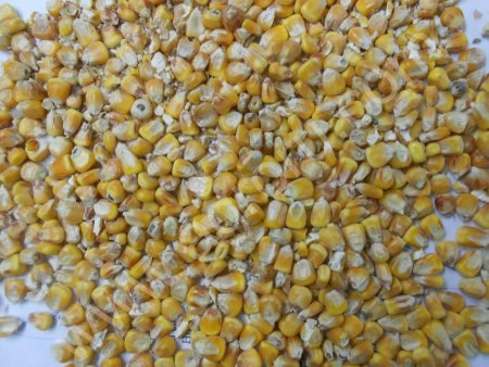 кукуруза 3000 тонн