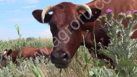 Фермерское хозяйство