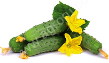 Рассада томатов и огурцов