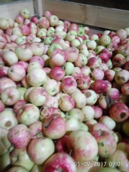 Яблоки на промпереработку