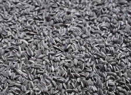 подсолнечник оптом