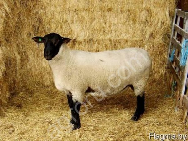мясошерстные овцы суффолк