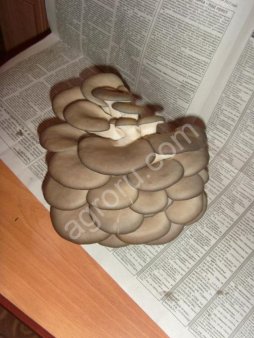 Грибные блоки Вешенка