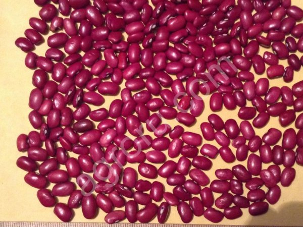 Фасоль красная Томатка