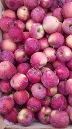 Яблоки  Флорина