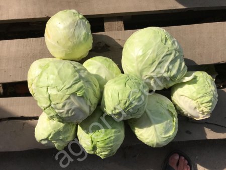 Капуста болокочанная