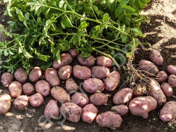 Картофель оптом от производителя урожай 2018 года