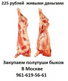 Полутуши быков охл