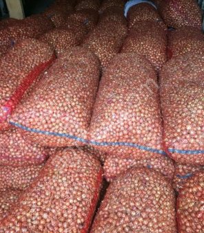 Лук севок оптом