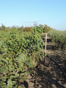 САЖЕНЦЫ ПЛОДОВЫХ КУЛЬТУР