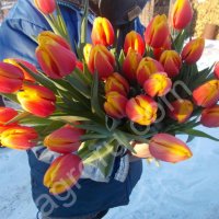 Тюльпаны оптом от производителя