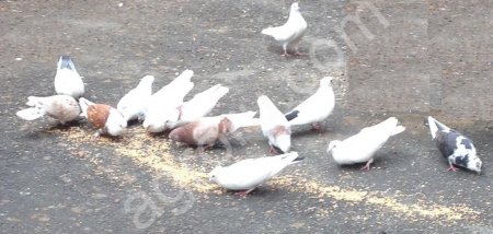 Голуби бойные здоровые,летают долго,высоко,Можно для выпуска на торжествах и праздниках