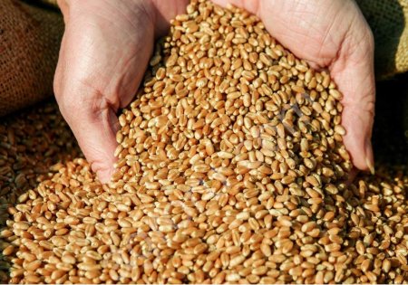 Семена пшеницы