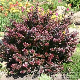 Барбарис  оттавский