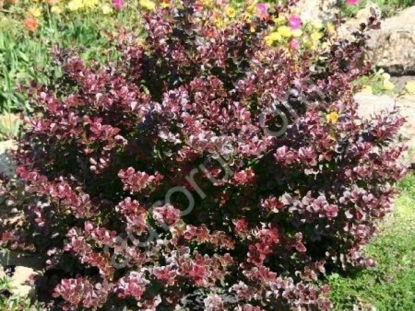 Барбарис  оттавский