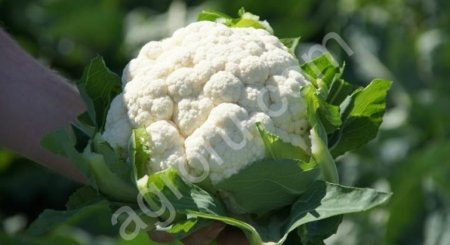 семена капусты цветной Абени.