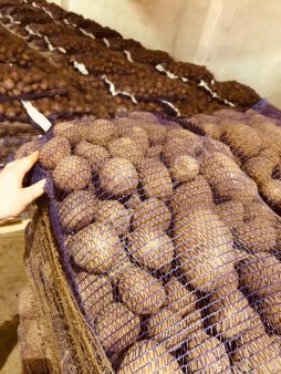 Картофель оптом