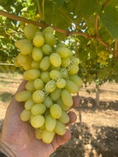 Виноград Thompson Seedless (без косточек)